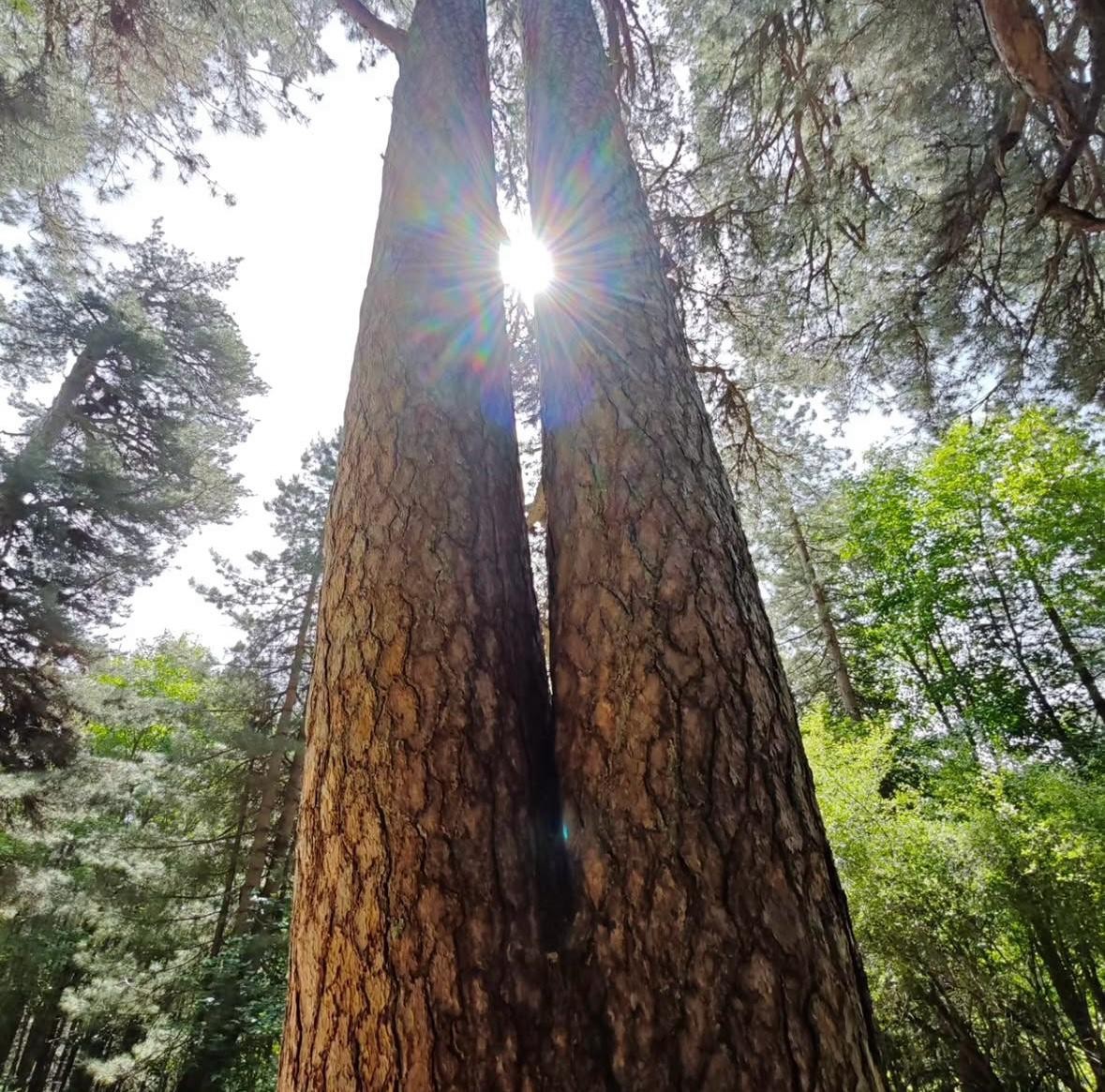 I Giganti della Sila